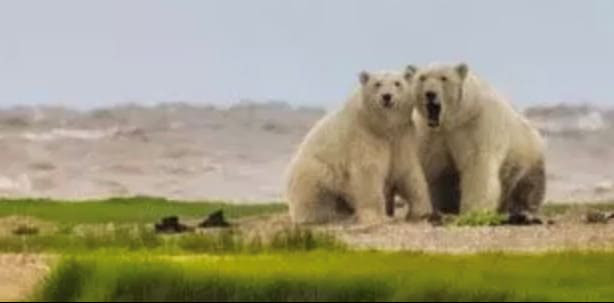 Nicht wichtig, denn in der Antarktis schmelzen die Eisbären